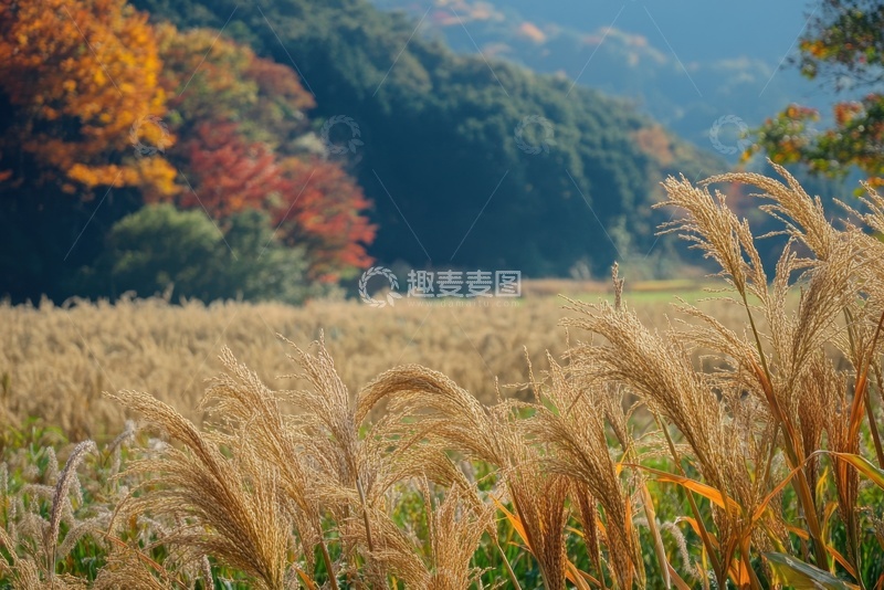 高清大图下载【趣麦麦图】田地森林自然美景