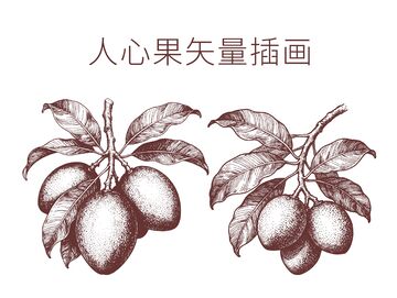 手绘人心果插画设计素材