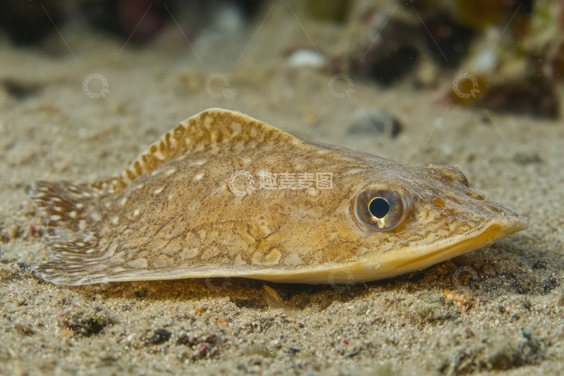 高清大图下载【趣麦麦图】海底的一只扁头鱼