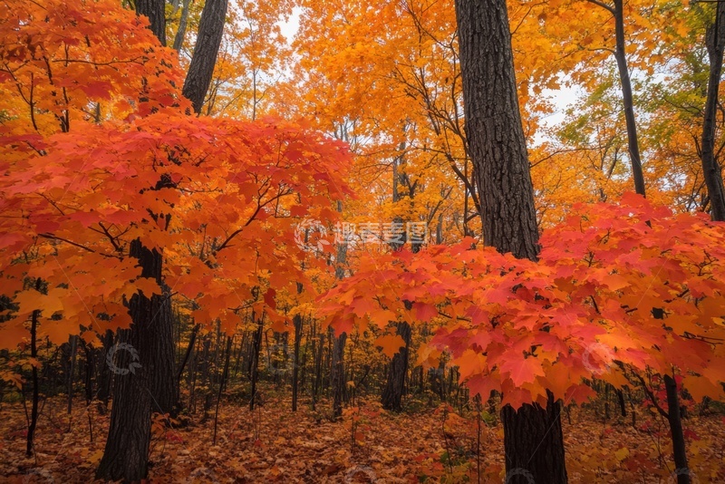 高清大图下载【趣麦麦图】秋天红色的枫树林