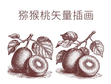 线描风猕猴桃插画设计素材