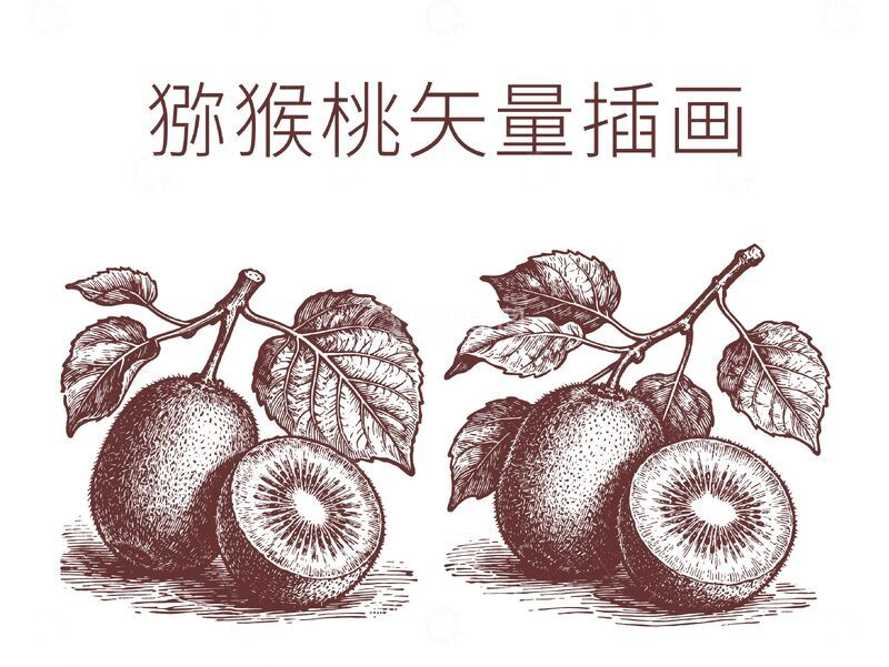 源文件下载【趣麦麦图】-线描风猕猴桃插画设计素材