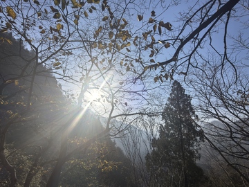 秋日阳光透过树枝