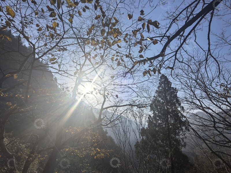 高清大图下载【趣麦麦图】秋日阳光透过树枝