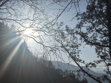森林晨光风景摄影