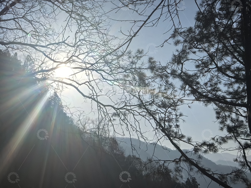 高清大图下载【趣麦麦图】森林晨光风景摄影