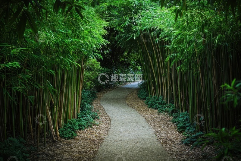 高清大图下载【趣麦麦图】竹林里的一条小路