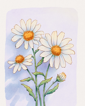 水彩雏菊插画设计素材