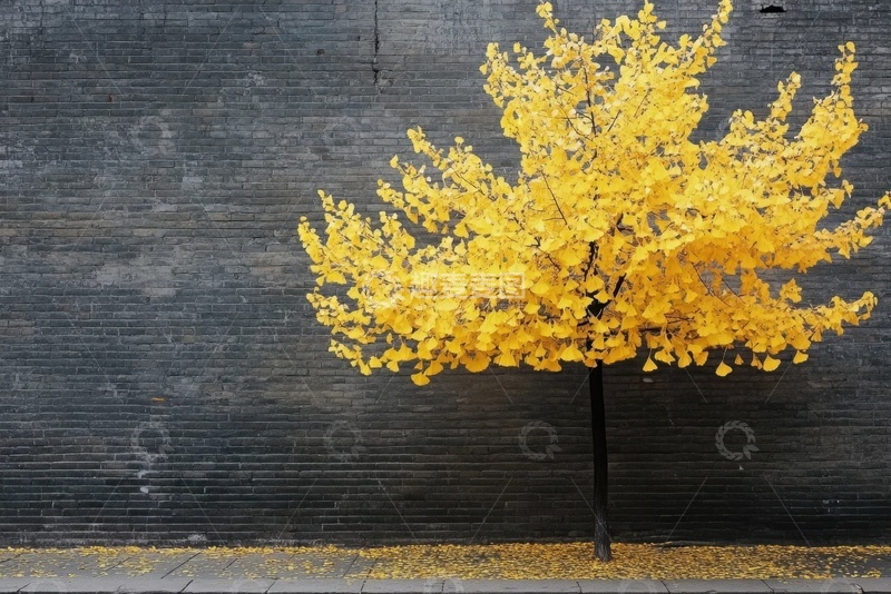 高清大图下载【趣麦麦图】靠墙边的一只金色小树