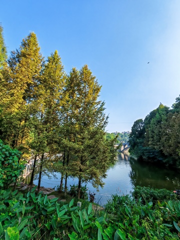 秋日河畔绿树成荫