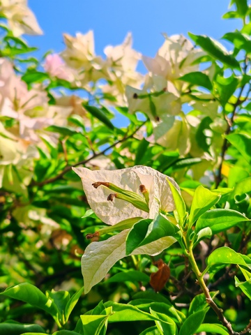 春日阳光下的白色花朵11