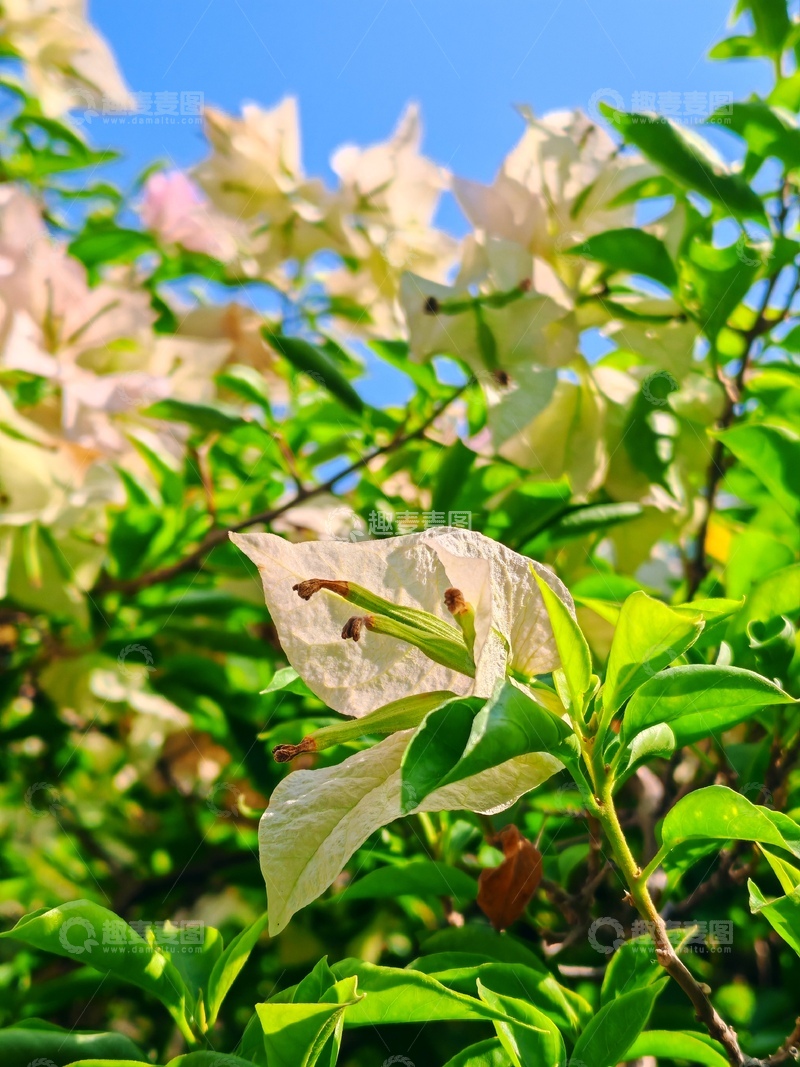 高清大图下载【趣麦麦图】春日阳光下的白色花朵11