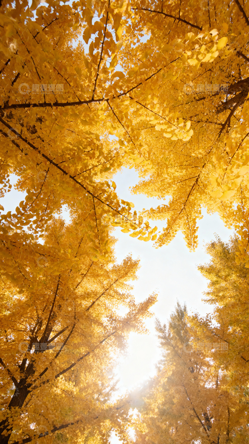 高清大图下载【趣麦麦图】 银杏叶银杏树秋天_竖屏008