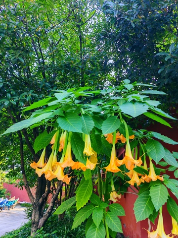 自然风光黄色花朵盛放