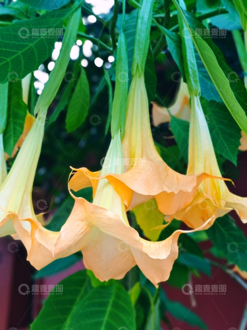 高清大图下载【趣麦麦图】黄花曼陀罗花特写摄影