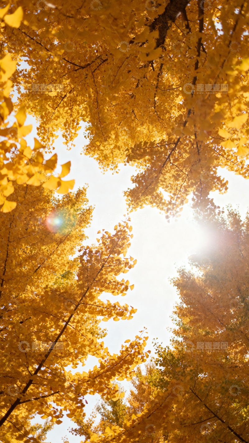 高清大图下载【趣麦麦图】银杏叶银杏树秋天_竖屏022