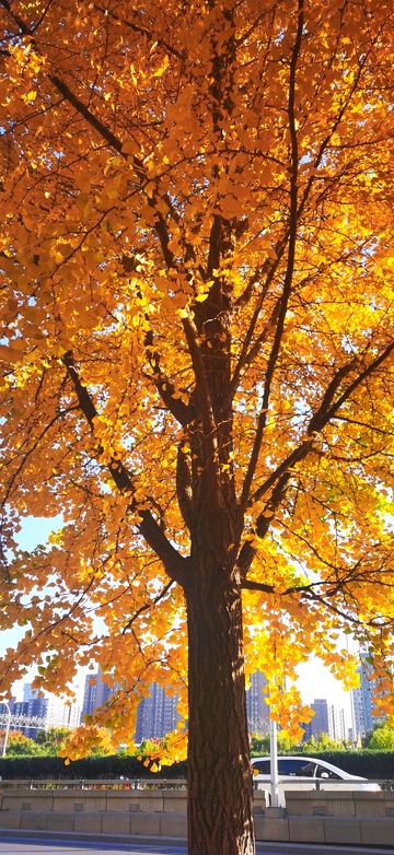 秋日金黄树叶城市街景