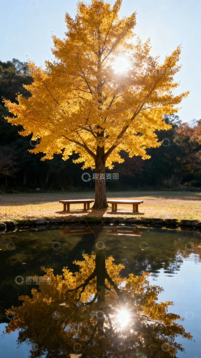 高清大图下载【趣麦麦图】 银杏叶银杏树秋天_竖屏002