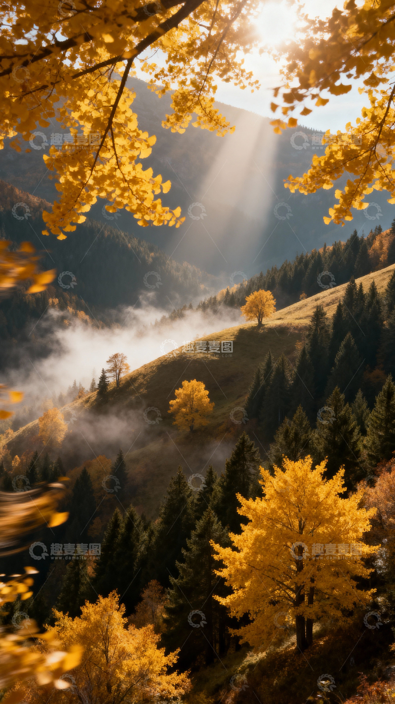 高清大图下载【趣麦麦图】 银杏叶银杏树秋天_竖屏004