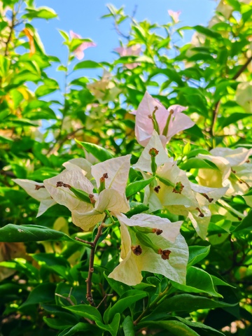 阳光下的白色花朵特写