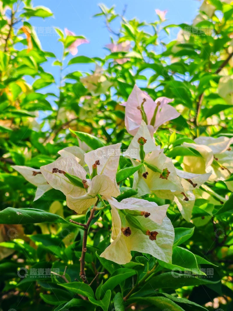 高清大图下载【趣麦麦图】阳光下的白色花朵特写