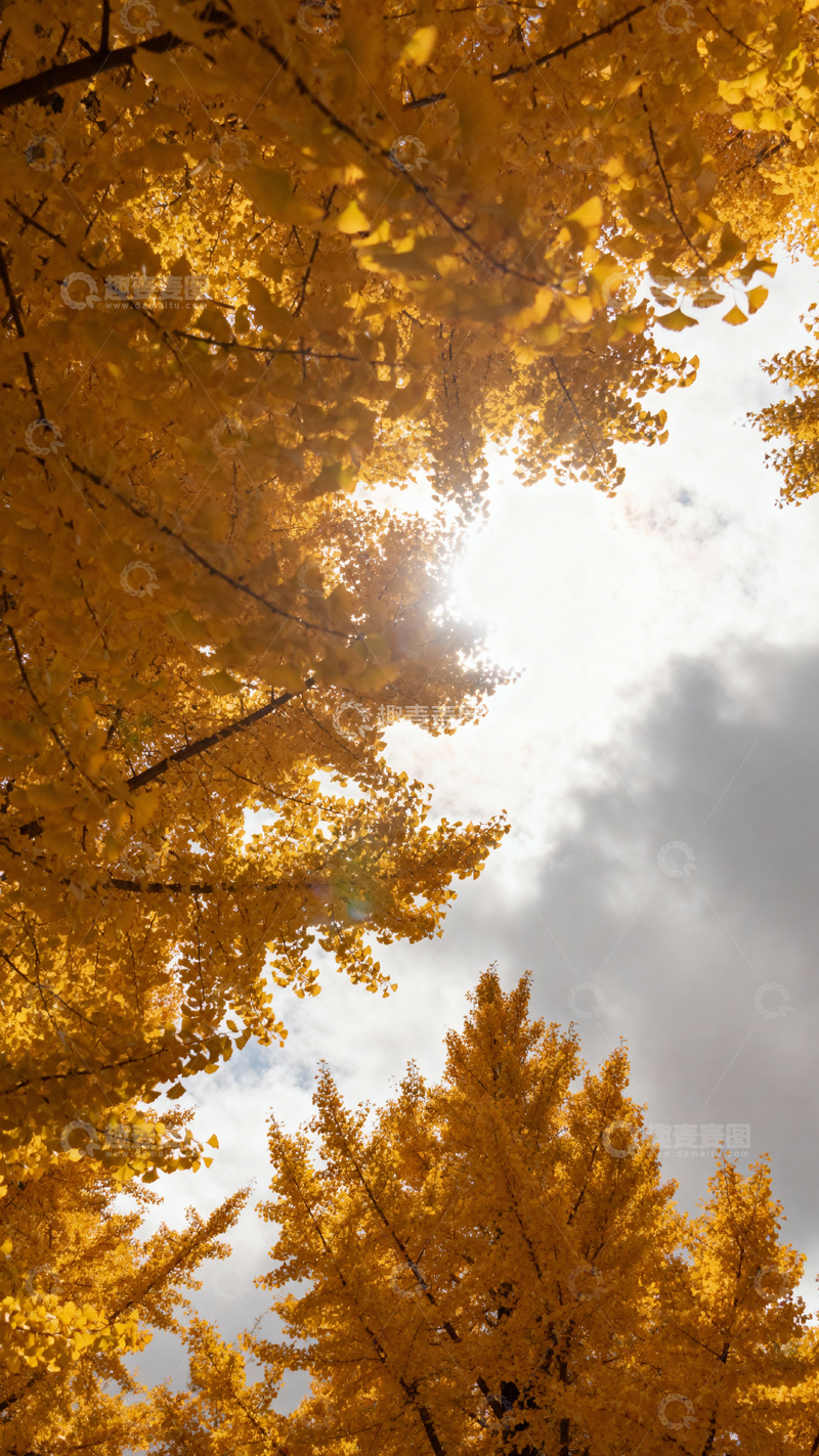 高清大图下载【趣麦麦图】 银杏叶银杏树秋天_竖屏001