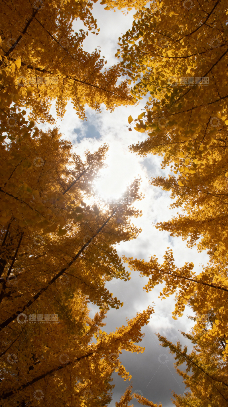 高清大图下载【趣麦麦图】银杏叶银杏树秋天_竖屏030