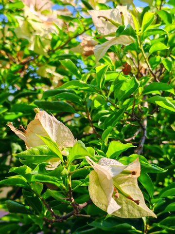 绿叶白花阳光植物摄影