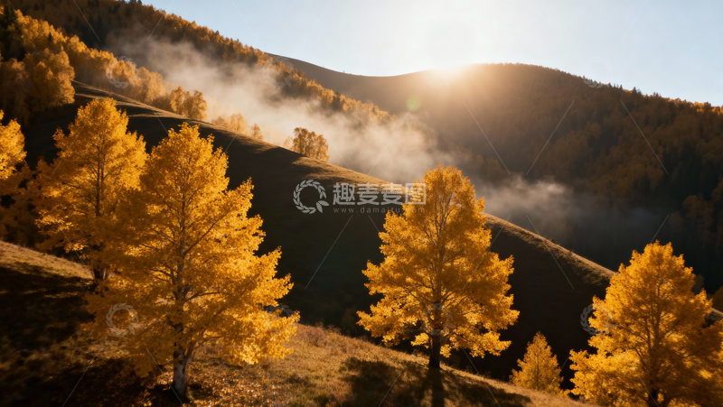 高清大图下载【趣麦麦图】银杏叶银杏树秋天034