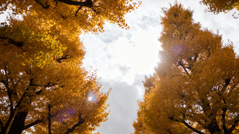 高清大图下载【趣麦麦图】银杏叶银杏树秋天037