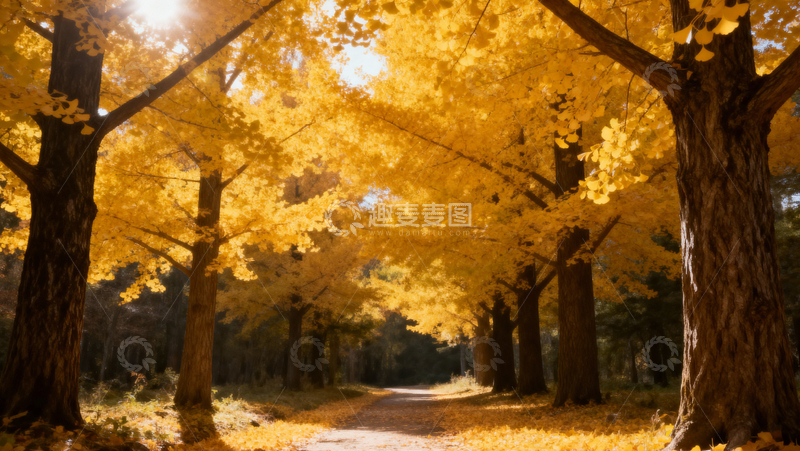 高清大图下载【趣麦麦图】银杏叶银杏树秋天049