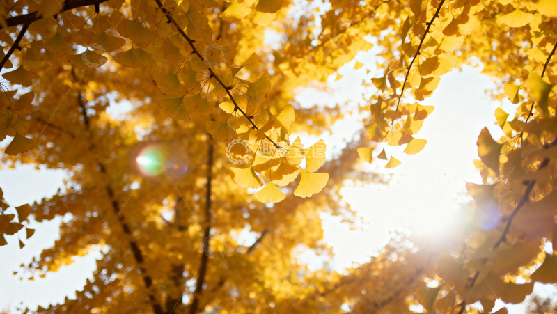 高清大图下载【趣麦麦图】银杏叶银杏树秋天033