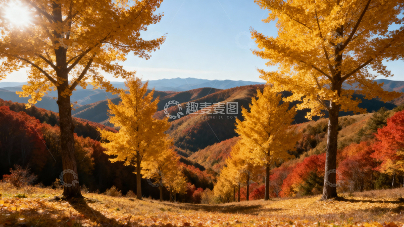 高清大图下载【趣麦麦图】银杏叶银杏树秋天019