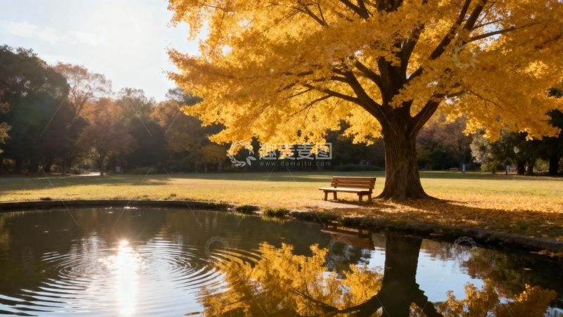 高清大图下载【趣麦麦图】银杏叶银杏树秋天040