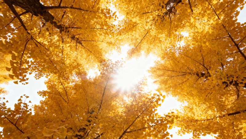 高清大图下载【趣麦麦图】银杏叶银杏树秋天043