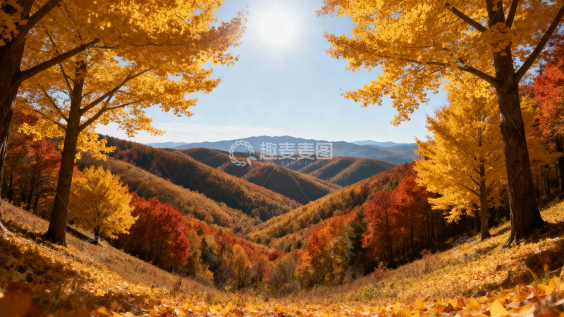 高清大图下载【趣麦麦图】银杏叶银杏树秋天030