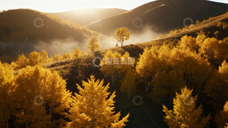 高清大图下载【趣麦麦图】银杏叶银杏树秋天053