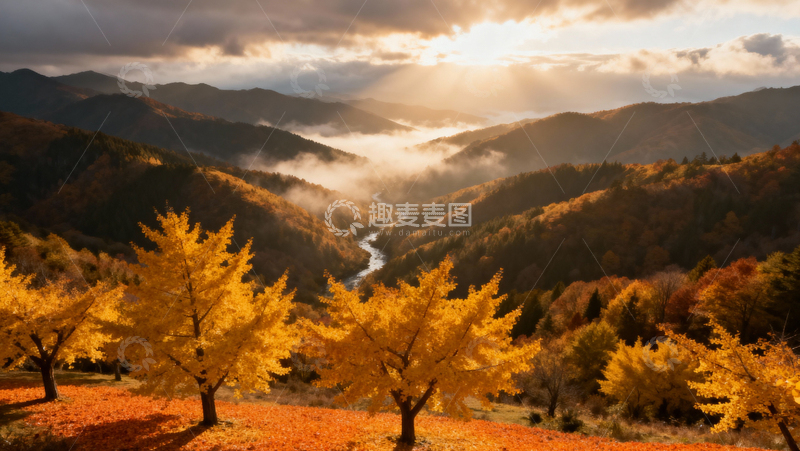 高清大图下载【趣麦麦图】银杏叶银杏树秋天044