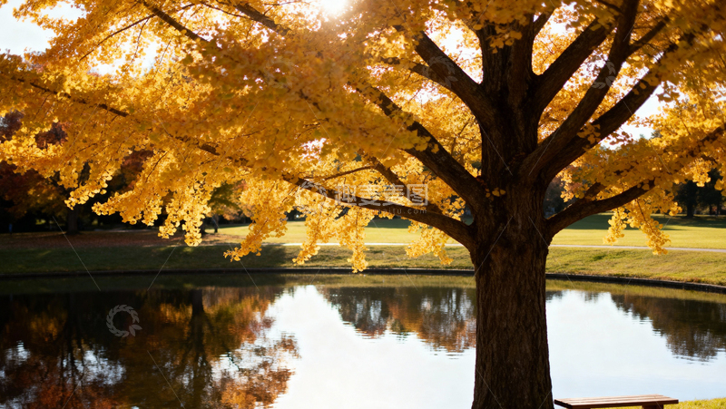 高清大图下载【趣麦麦图】银杏叶银杏树秋天045