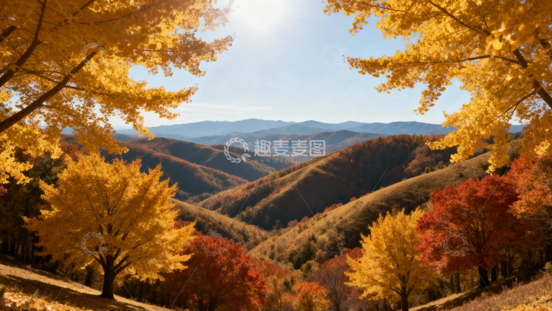 高清大图下载【趣麦麦图】银杏叶银杏树秋天026