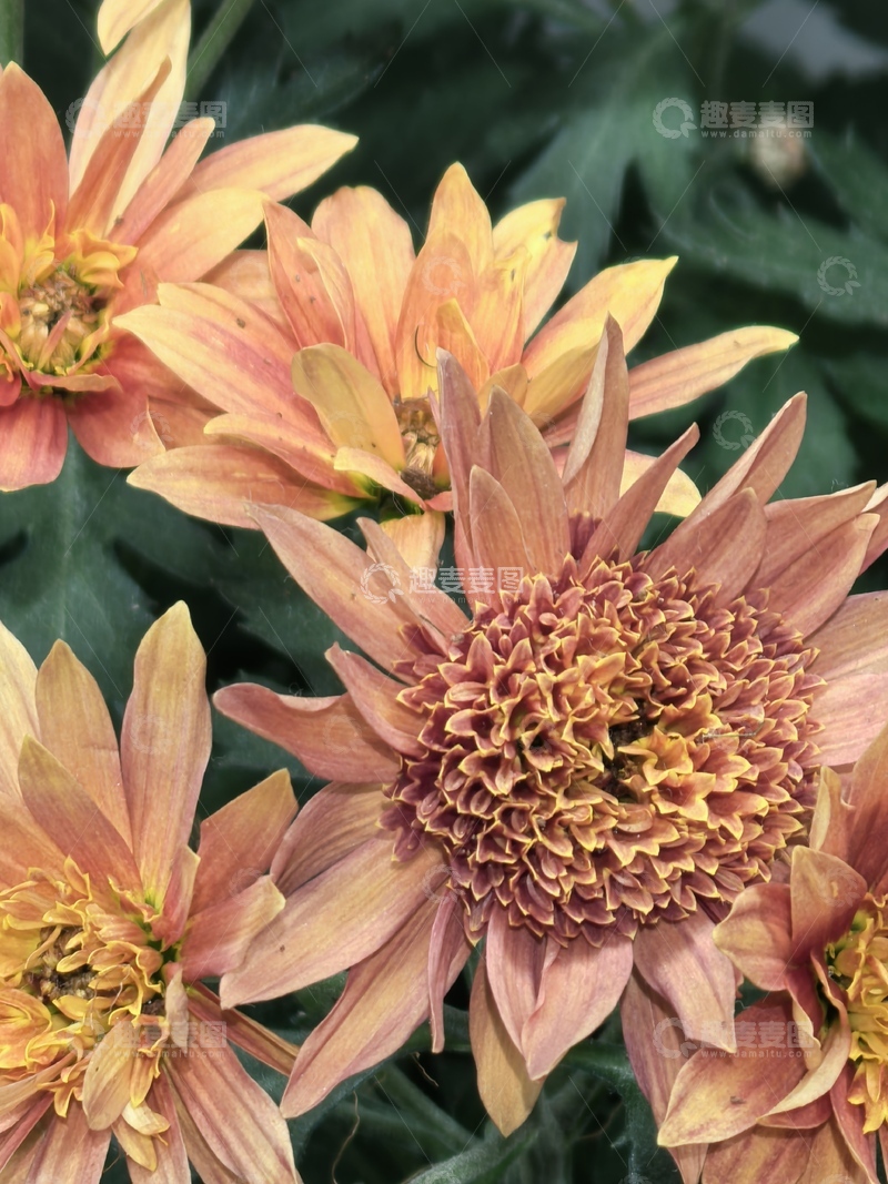 高清大图下载【趣麦麦图】秋菊盛开自然美