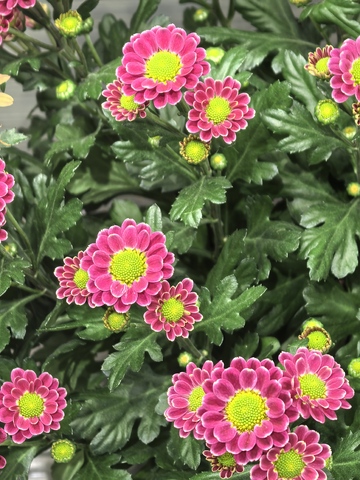 鲜艳菊花盆栽美景摄影