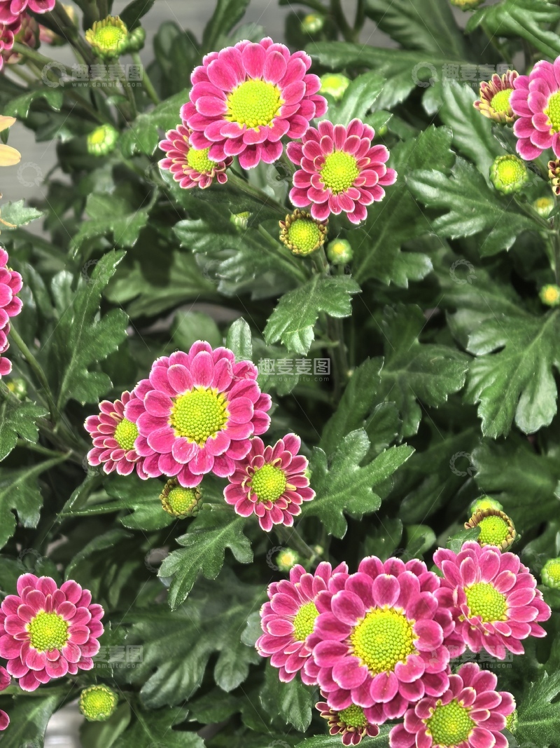 高清大图下载【趣麦麦图】鲜艳菊花盆栽美景摄影