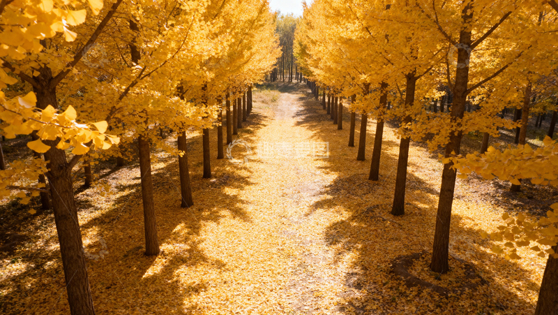 高清大图下载【趣麦麦图】银杏叶银杏树秋天057