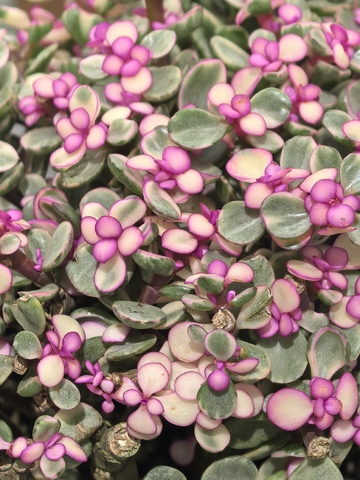 紫绿相间多肉植物特写