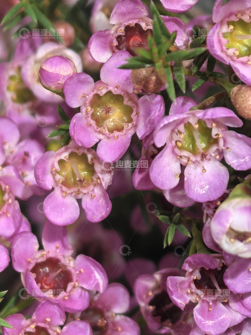 高清大图下载【趣麦麦图】紫色花朵特写自然摄影
