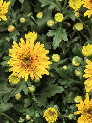 鲜艳黄花植物摄影