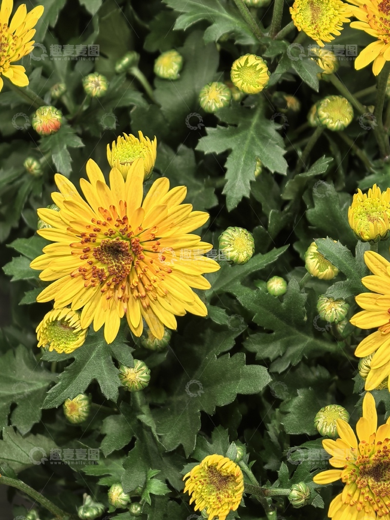 高清大图下载【趣麦麦图】鲜艳黄花植物摄影