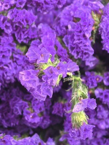 紫色花卉特写摄影