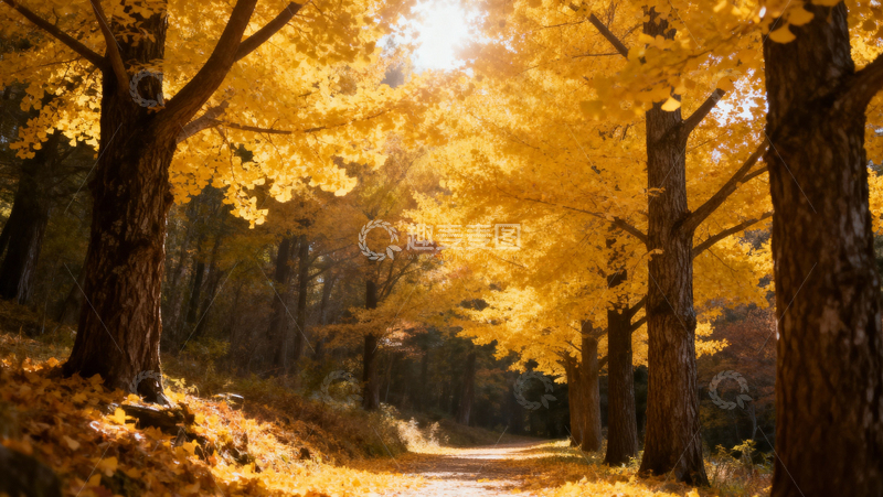 高清大图下载【趣麦麦图】银杏叶银杏树秋天058